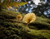Lichenomphalia umbellifera image