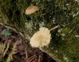 Lichenomphalia umbellifera image