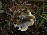 Tricholoma sejunctum image
