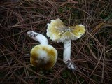 Tricholoma sejunctum image