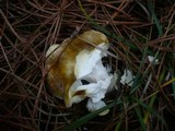 Tricholoma sejunctum image