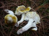 Tricholoma sejunctum image