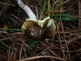 Tricholoma sejunctum image