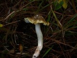 Tricholoma sejunctum image