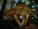 Tricholomopsis rutilans image