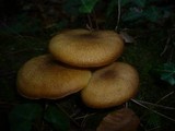 Tricholomopsis rutilans image