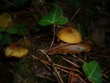 Tricholomopsis rutilans image