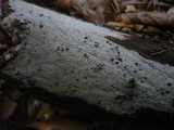 Tubulicrinis borealis image