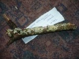 Tubulicrinis gracillimus image