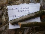 Tubulicrinis regificus image