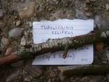Tubulicrinis regificus image