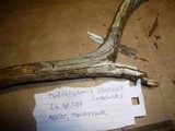 Tubulicrinis sororius image