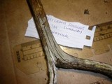 Tubulicrinis sororius image