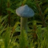 Cantharellula umbonata image