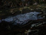 Tulasnella albida image