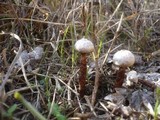 Tulostoma fimbriatum image