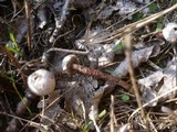 Tulostoma fimbriatum image