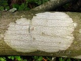 Arthothelium ruanum image