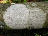 Arthothelium ruanum image