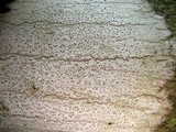 Arthothelium ruanum image