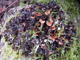 Nephroma laevigatum image