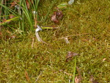 Cantharellula umbonata image