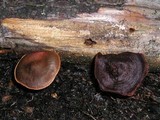 Cortinarius smithii image