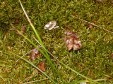 Cantharellula umbonata image