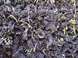 Nephroma tangeriense image