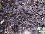 Nephroma tangeriense image