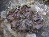 Nephroma tangeriense image