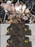 Nephroma tangeriense image