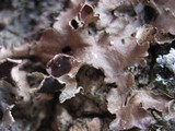 Nephroma laevigatum image