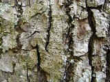 Lithothelium hyalosporum image