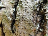 Lithothelium hyalosporum image