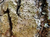 Lithothelium hyalosporum image