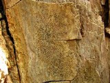 Image of Mycomicrothelia confusa
