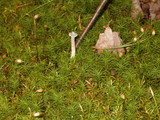 Cantharellula umbonata image