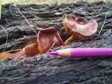 Gymnopilus purpuratus image