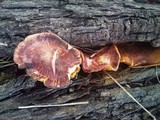 Gymnopilus purpuratus image