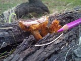 Gymnopilus purpuratus image