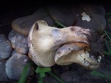 Omphalotus nidiformis image