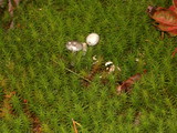 Cantharellula umbonata image