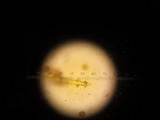 Mycenastrum corium subsp. ferrugineum image
