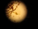 Mycenastrum corium subsp. ferrugineum image