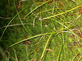 Cantharellula umbonata image