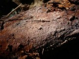 Fuscoporia ferruginosa image