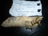 Vararia ochroleuca image