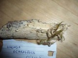 Vararia ochroleuca image