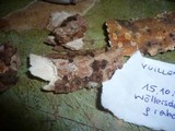 Vuilleminia coryli image
